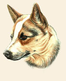 Australian Cattle Dog